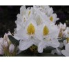 Рододендрон  Мадам Массон (Madame Masson) С3, 4 года